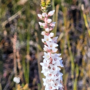 Epacris microphylla at Tianjara, NSW - 22 Jul 2023 10:28 AM