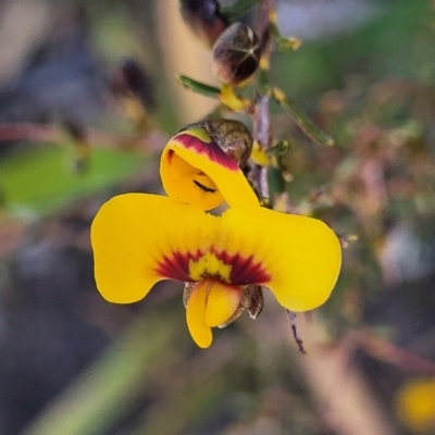 Dillwynia ramosissima (Bushy Parrot-pea) at Tianjara, NSW - 22 Jul 2023 by trevorpreston