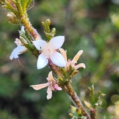 Boronia anemonifolia at Tianjara, NSW - 22 Jul 2023 by trevorpreston