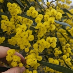 Acacia hakeoides (Hakea Wattle) at Redlands, NSW - 22 Jul 2023 by Darcy