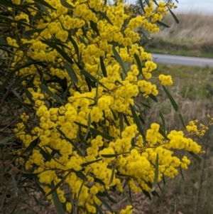 Acacia hakeoides at Redlands, NSW - 22 Jul 2023