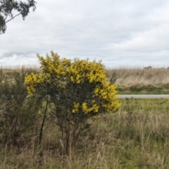 Acacia hakeoides at Redlands, NSW - 22 Jul 2023