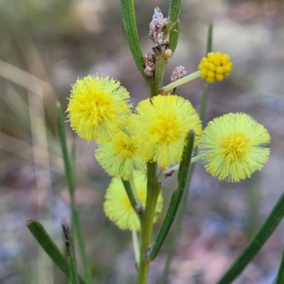 Acacia elongata (Swamp Wattle) at Tianjara, NSW - 22 Jul 2023 by trevorpreston