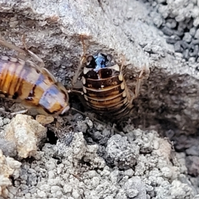 Robshelfordia sp. (genus) (A Shelford cockroach) at Coolumburra, NSW - 22 Jul 2023 by trevorpreston