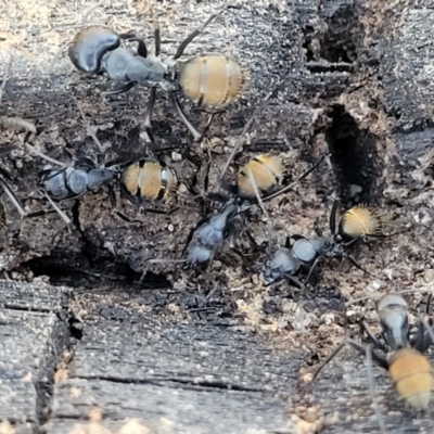 Polyrhachis ammon at Coolumburra, NSW - 21 Jul 2023 by trevorpreston