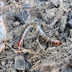 Unidentified Centipede (Chilopoda) at Coolumburra, NSW - 21 Jul 2023 by trevorpreston