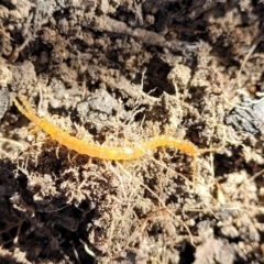 Unidentified Centipede (Chilopoda) at Coolumburra, NSW - 21 Jul 2023 by trevorpreston