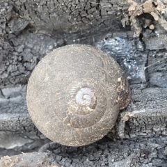 Pommerhelix mastersi (Merimbula Woodland Snail) at Coolumburra, NSW - 22 Jul 2023 by trevorpreston