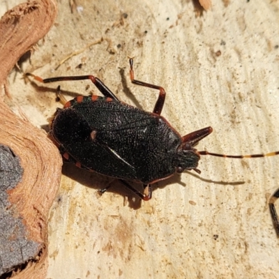 Notius depressus (Shield bug) at Oallen, NSW - 22 Jul 2023 by trevorpreston