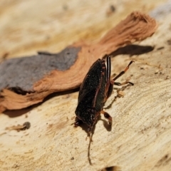 Notius depressus at Oallen, NSW - 22 Jul 2023