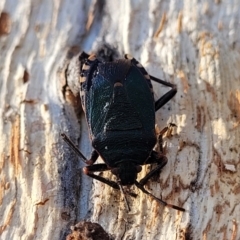 Notius depressus (Shield bug) at Oallen, NSW - 21 Jul 2023 by trevorpreston