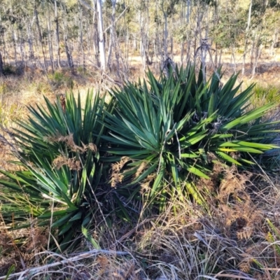 Yucca aloifolia (Spanish Bayonet) at Oallen, NSW - 21 Jul 2023 by trevorpreston