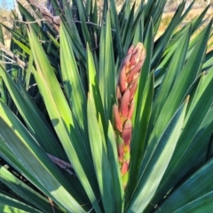 Yucca aloifolia at Oallen, NSW - 22 Jul 2023 09:05 AM