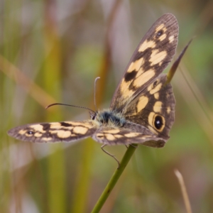 Heteronympha cordace at Paddys River, ACT - 29 Dec 2022 03:57 PM