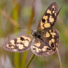 Heteronympha cordace at Paddys River, ACT - 29 Dec 2022 03:57 PM