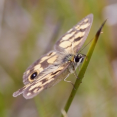 Heteronympha cordace at Paddys River, ACT - 29 Dec 2022 03:57 PM