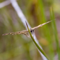 Heteronympha cordace at Paddys River, ACT - 29 Dec 2022 03:57 PM