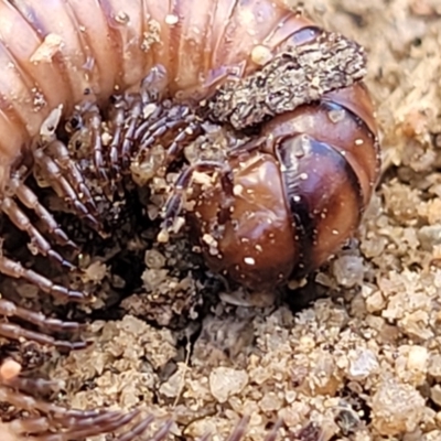 Juliformia sp. (superorder) (A Juliform millipede) at Oallen, NSW - 22 Jul 2023 by trevorpreston