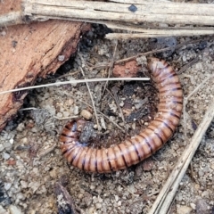 Juliformia sp. (superorder) at Oallen, NSW - 22 Jul 2023 09:03 AM