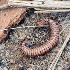 Juliformia sp. (superorder) at Oallen, NSW - 22 Jul 2023 09:03 AM