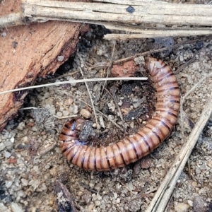 Juliformia sp. (superorder) at Oallen, NSW - 22 Jul 2023 09:03 AM