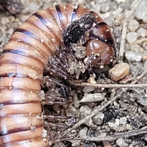 Juliformia sp. (superorder) at Oallen, NSW - 22 Jul 2023 09:03 AM