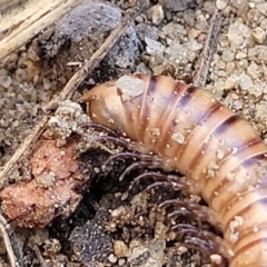 Juliformia sp. (superorder) at Oallen, NSW - 22 Jul 2023 09:03 AM