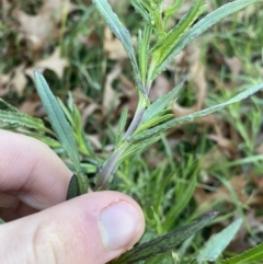 Senecio madagascariensis at O'Connor, ACT - 22 Jul 2023 04:46 PM
