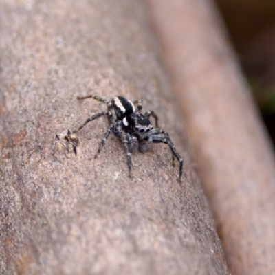 Jotus frosti (Frost's jumping spider) at Gibraltar Pines - 29 Dec 2022 by KorinneM