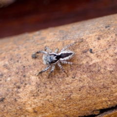Jotus sp. (genus) (Unidentified Jotus Jumping Spider) at Gibraltar Pines - 29 Dec 2022 by KorinneM