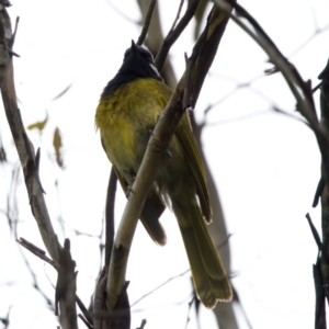 Nesoptilotis leucotis at Paddys River, ACT - 29 Dec 2022 02:23 PM