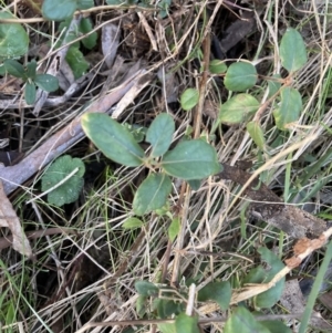 Lonicera japonica at Hackett, ACT - 22 Jul 2023 04:53 PM