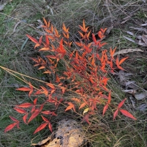 Nandina domestica at Majura, ACT - 22 Jul 2023