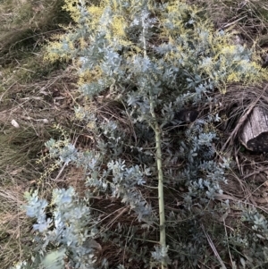 Acacia baileyana at Majura, ACT - 22 Jul 2023 05:25 PM