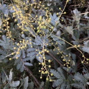 Acacia baileyana at Majura, ACT - 22 Jul 2023 05:25 PM