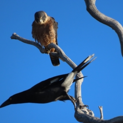 Falco longipennis (Australian Hobby) at Garran, ACT - 19 Jul 2023 by roymcd