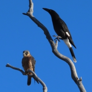 Falco longipennis at Garran, ACT - 19 Jul 2023