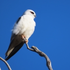 Elanus axillaris (Black-shouldered Kite) at Garran, ACT - 19 Jul 2023 by roymcd