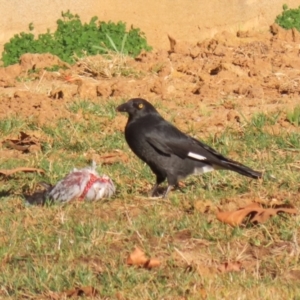 Strepera graculina at Symonston, ACT - 22 Jul 2023