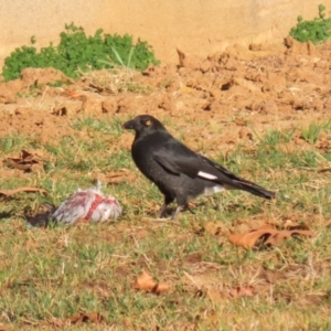 Strepera graculina at Symonston, ACT - 22 Jul 2023