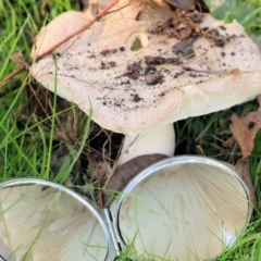 Unidentified Cap on a stem; gills below cap [mushrooms or mushroom-like] at Wodonga, VIC - 16 Jul 2023 by KylieWaldon