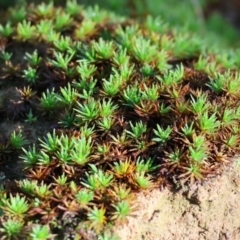 Dawsonia (genus) at Wodonga, VIC - 16 Jul 2023 by KylieWaldon