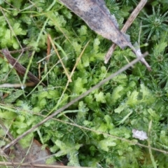 Unidentified Lichen, Moss or other Bryophyte at Wodonga, VIC - 16 Jul 2023 by KylieWaldon