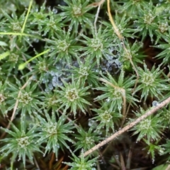 Unidentified Moss, Liverwort or Hornwort at Wodonga, VIC - 16 Jul 2023 by KylieWaldon
