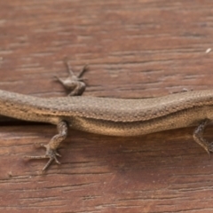 Lampropholis delicata (Delicate Skink) at Higgins, ACT - 18 Jul 2023 by AlisonMilton