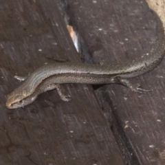 Lampropholis delicata at Higgins, ACT - 18 Jul 2023 02:24 PM