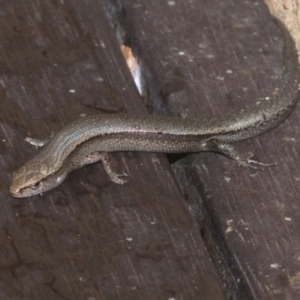 Lampropholis delicata at Higgins, ACT - 18 Jul 2023 02:24 PM