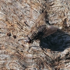 Unidentified Bristle Fly (Tachinidae) at Wodonga, VIC - 16 Jul 2023 by KylieWaldon