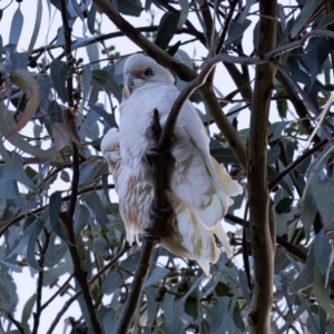 Cacatua sanguinea at Higgins, ACT - 16 Jun 2023