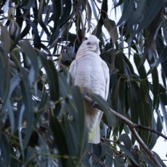 Cacatua sanguinea at Higgins, ACT - 16 Jun 2023 02:32 PM